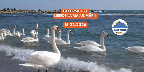 \ud83e\udda2 EXCURSIE 1 ZI \u2013 LEBEDE LA MALUL M\u0102RII \ud83c\udf0a 15.02.2025