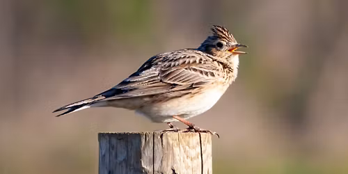 Spring Dawn Chorus Walk at Mapperton