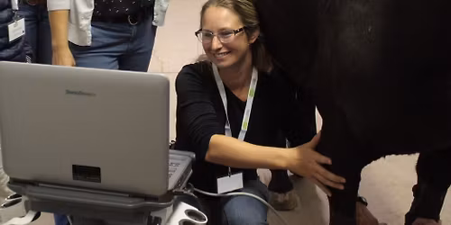 Musculoskeletal Ultrasound for Equine Practitioners \u2013 A 1-Day Universal Imaging Workshop