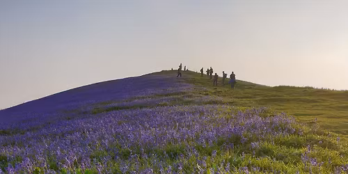 Uley 5 hills Bluebells and Sunset walk (5 miles) bring food for a picnic stop (25\/04\/26)