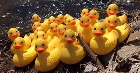 Duck Dash and Family Fun Day