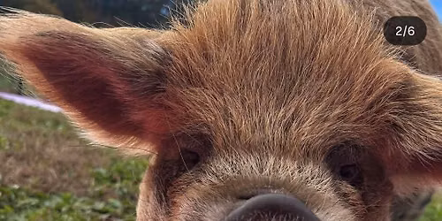 Pig Yoga at Hops On The Hill Brewery!