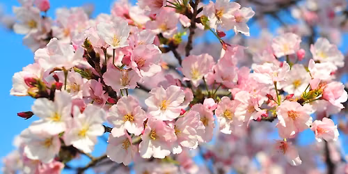 Gy\u00fcm\u00f6lcsolt\u00f3 workshop - Lantos Tam\u00e1s szakmai el\u0151ad\u00e1s\u00e1val