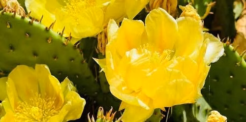 Colorado Cactus Class