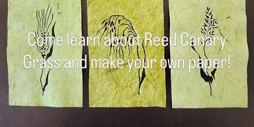 Reed Canary Grass Papermaking with Gathering Abundance 