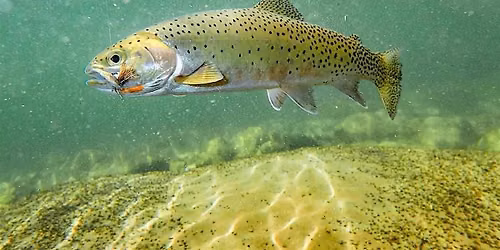 Trout-Tastic! Tiny Tots (Ages 3-5years), $4 per child upon arrival