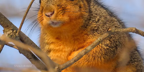 Squirrel Party