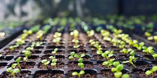 Seed Starting Basics with Joe Walthall