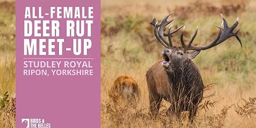 BATB Deer Rut Meet-Up at Studley Royal
