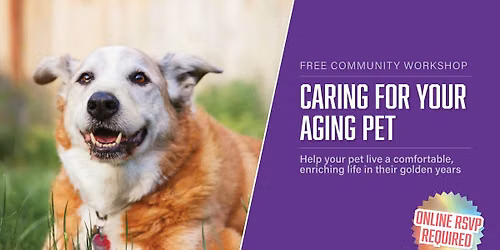 Caring For Your Aging Pet
