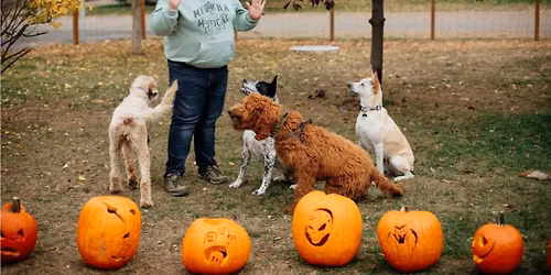 Manners and Socialization Dog Training Classes