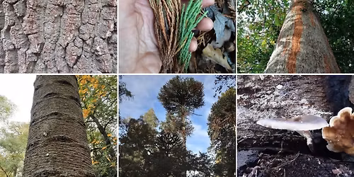 Winter Tree I.D & Pub Quiz