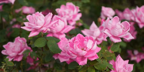 Rose Garden Maintanence