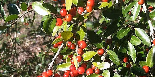 Drinking History: Sipping with the Guale