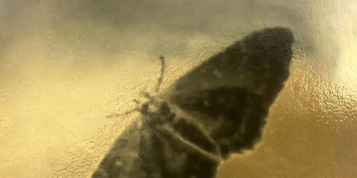 The Flame Calls the Moth: Music, Poetry, and Qawwali