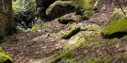 Ancient Ledges Forest Bathing: Moss, Stone, and Earth Wisdom