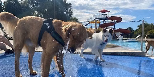 Dog Day at the Pool