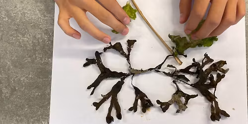 Seaweed-Foraging - North Argyll Home Education Group - ALL welcome