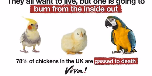 Viva! Tunbridge Wells Street Outreach Event - 11th July 2026