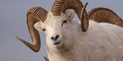 Talkin\u2019 Sheep with Lew Bradley