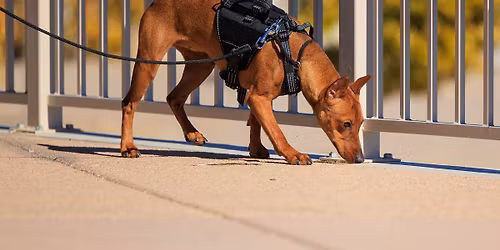 Last Days Before Christmas NASDA Trial