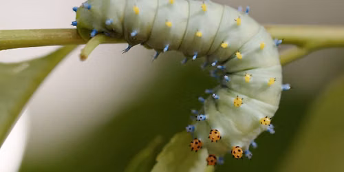 The Extraordinary Caterpillar Film