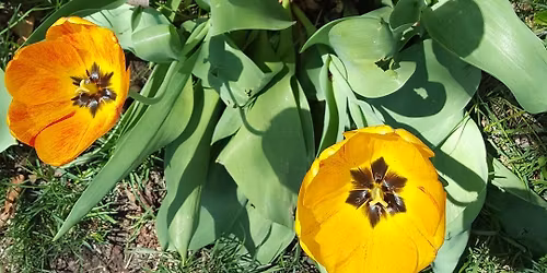 Mother's Day ~ Music on the Patio with Just Joe