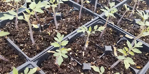 4\/1\/2026 Plant Propagation