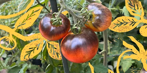 Tomato Talk: Garden Workshop