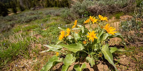 Guided Nature Program \u2013 Wildflowers 