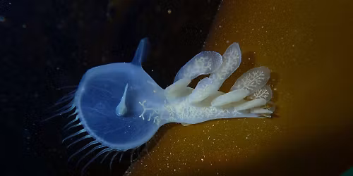 December snork talk and social - A year of adventures