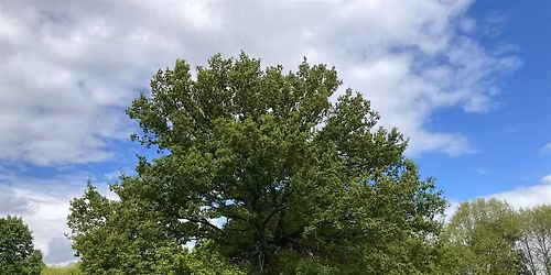 Treemendous Walk