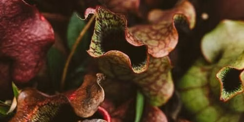 Sip & Stroll: Deadly Plants