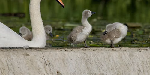 Members-only guided walk at Trumpington Meadows