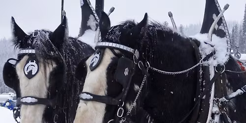 Holiday Lights Clydesdales Horse Hayride and Santa