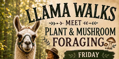 llama walk and plant foraging