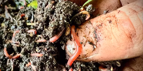 Close the Loop: Composting with Worms!