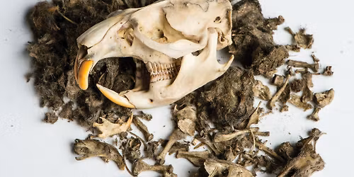 Raptor Pellet Dissection 