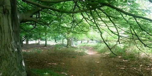 Forest Bathing at Historic Johnson Farm