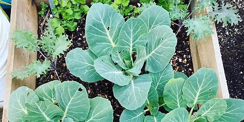 Fall & Winter Edible Gardening