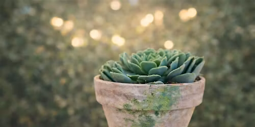 Mother\u2019s May: DIY Planter & Travertine Floral Plant Stand Workshop
