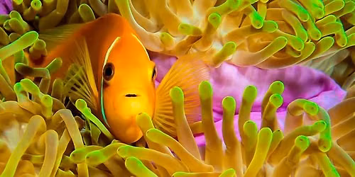 Scuba Olympics