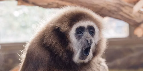 Zoo Boise Trivia Night (21+)