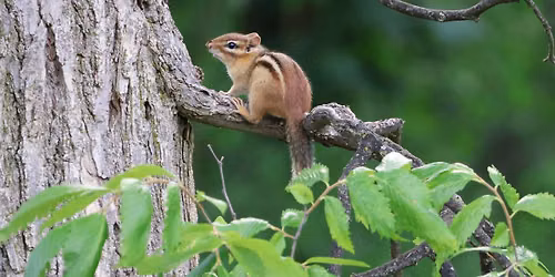Mammals of Tenhave Walk