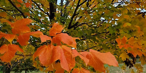 Autumn Splendor Forest Bathing