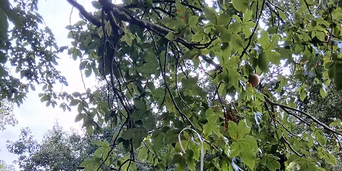 Pique-nique de l'arbre \u00e0 souhaits