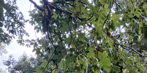 Pique-nique de l'arbre \u00e0 souhaits