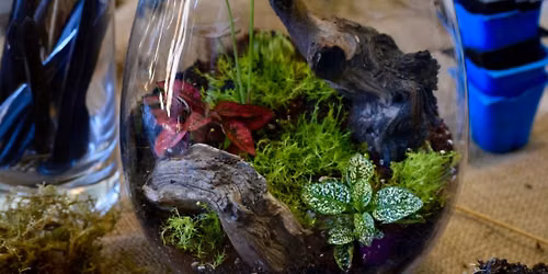 Tropical Terrarium Workshop