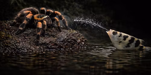 FAUNIA NITRA 10.5.2026