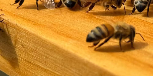 Brandon Holiday Market